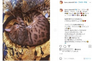 叶恭子 愛猫の基地にエルメスのスカーフを敷くことを提案 美香は 絶対にヤメて と悲鳴