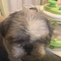 ラブリュウイチ