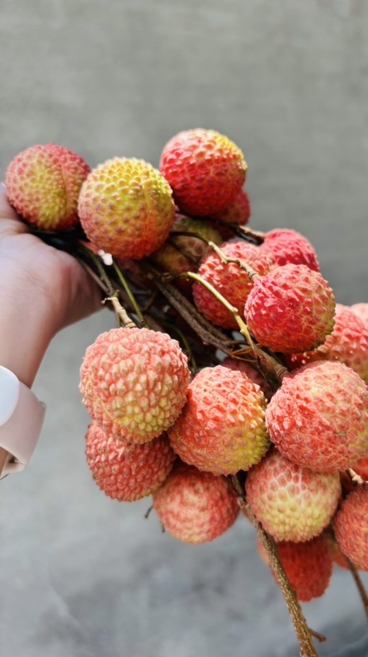 神岡陳家小農糯米荔枝