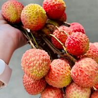 神岡陳家小農糯米荔枝