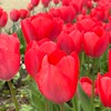この木なんの木子供文化祭