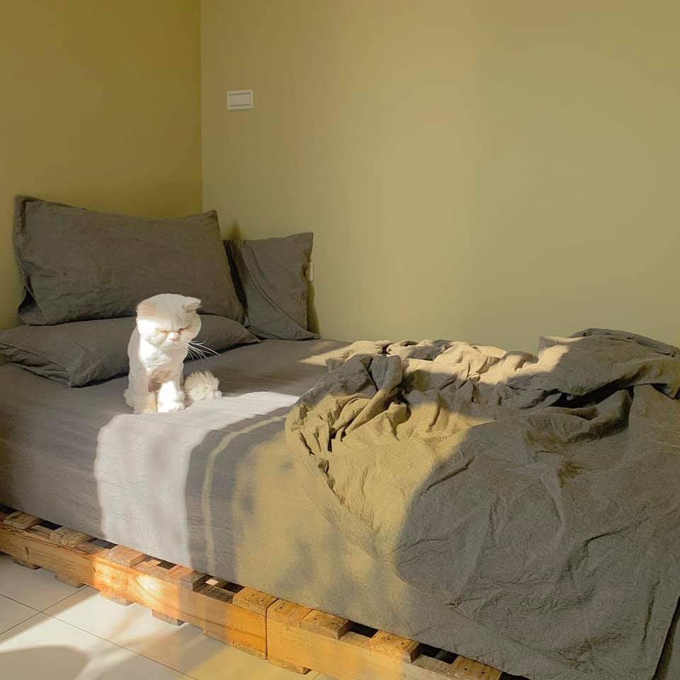 白貓民宿（臉書粉絲專頁）2 (1)