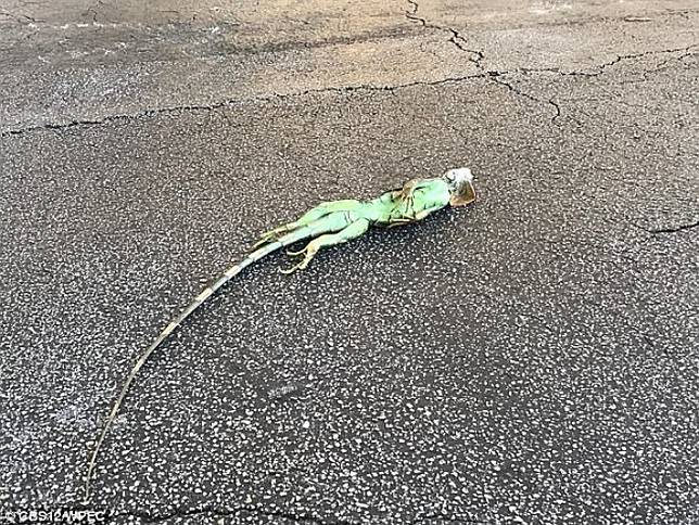 Para Iguana Ini Tiba Tiba Berjatuhan Dari Pohon Dalam Kondisi Kaku