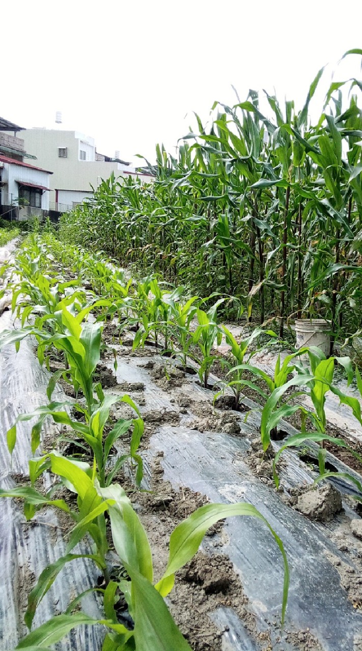 合心一農坊 購心安