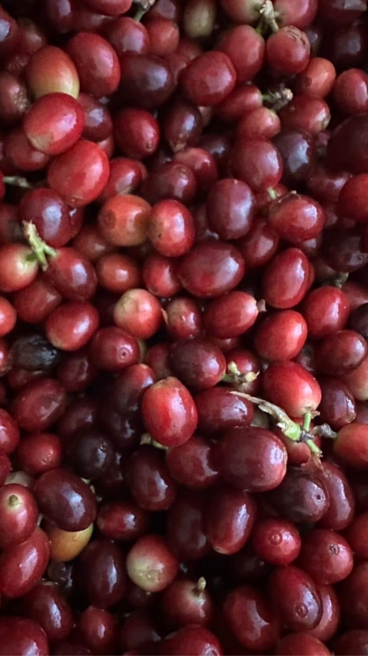Robusta Lover