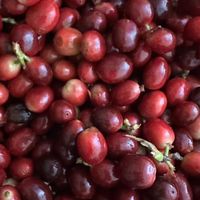 Robusta Lover