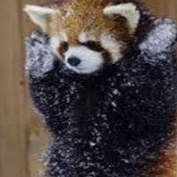 シーズン3義勇炎華