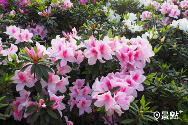 春意盎然杜鵑花海 咖啡買一送一演唱會精彩 景點家 Line Today