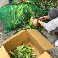 雲林褒忠🧄🌽玫君媽媽自產自銷-桃園各區