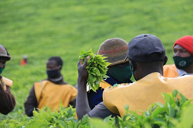 (Hello Africa) Thriving tea industry has significant impact on rural ...