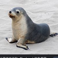 海狗哥哥粉絲群
