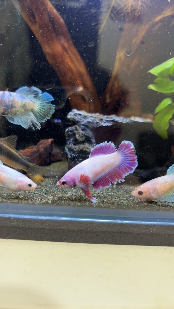 鬥魚騎士