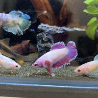 鬥魚騎士