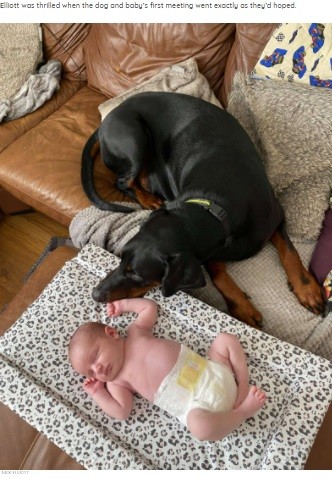 泣いている赤ちゃんを大好きなおもちゃで慰める犬 動画あり