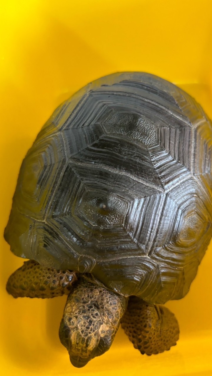 龜汀 陸龜分享交流