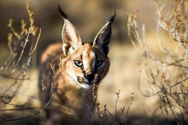 8 Potret Kucing Langka Dan Indah Di Dunia Mana Yang Jadi Favoritmu