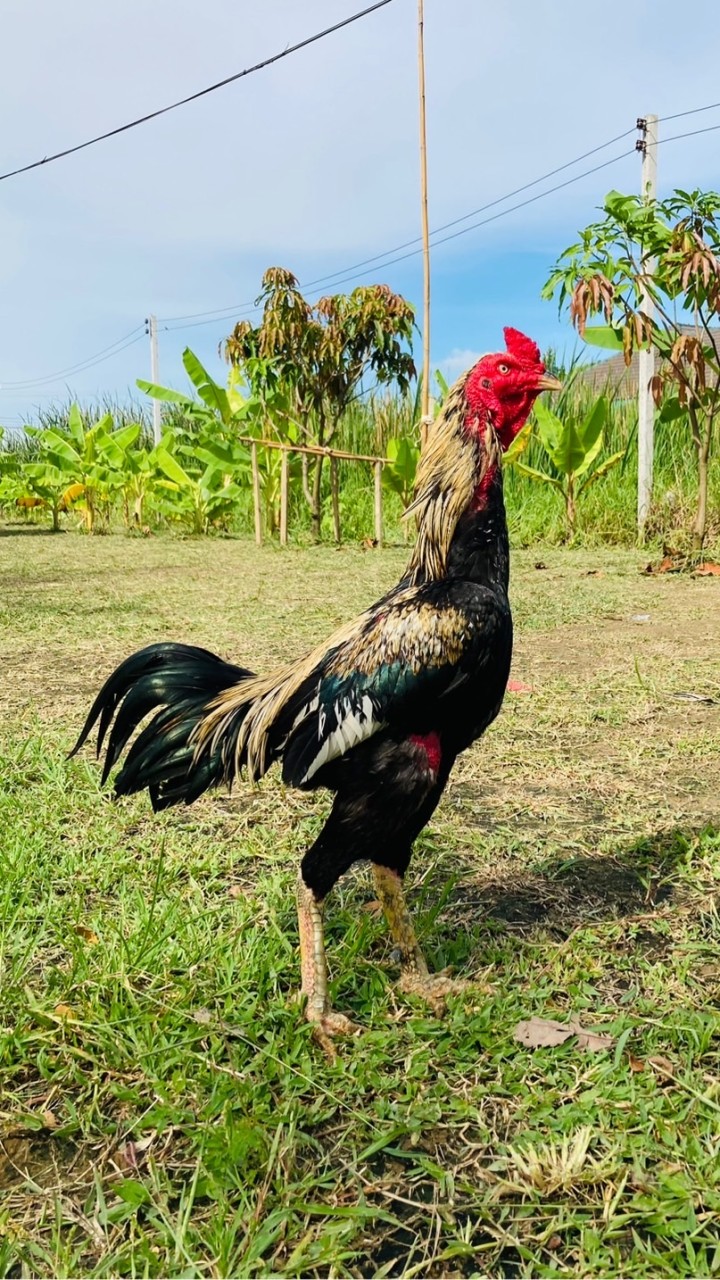 ไก่ชน  ดอนกระเบื้อง .,
