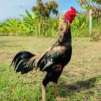 ไก่ชน  ดอนกระเบื้อง .,