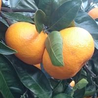 津久見シトラススクール