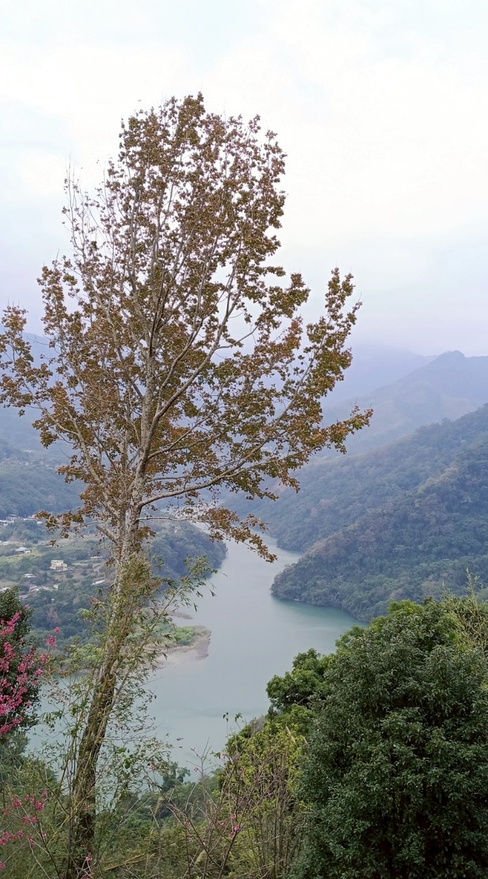 熟女50+揪伴帶皮克敏一起種花(平日火車旅行）