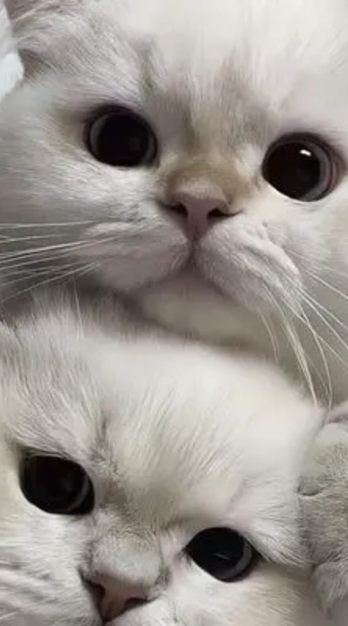 動物分享群
