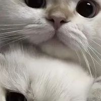 動物分享群