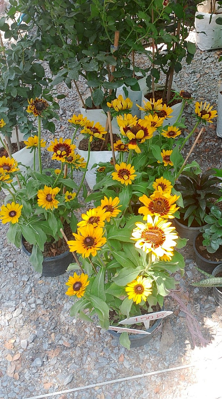 ปล่อยเสื้อผ้า