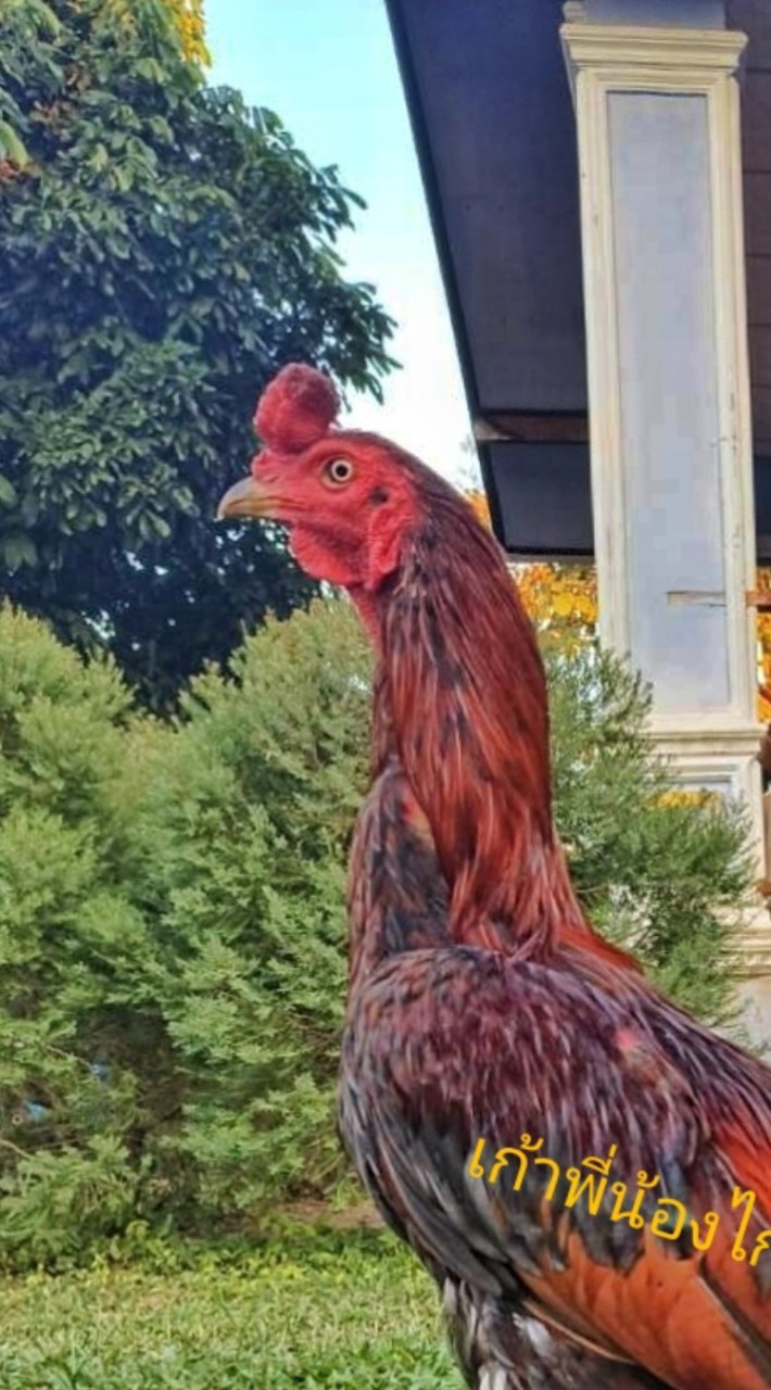 เก้าพี่น้องไก่ชน