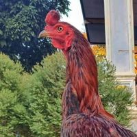 เก้าพี่น้องไก่ชน