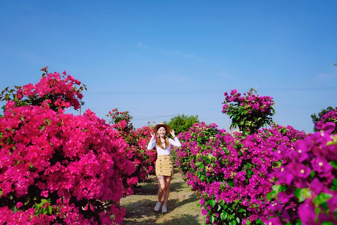 人形九重葛 @shilinfan2