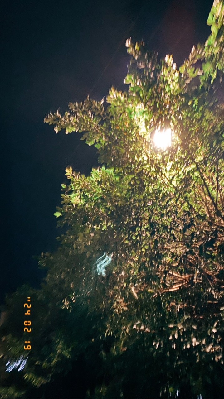 樹洞