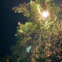 樹洞