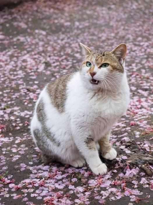 恋の季節到来 オス メスの飼い猫に見られる変化って