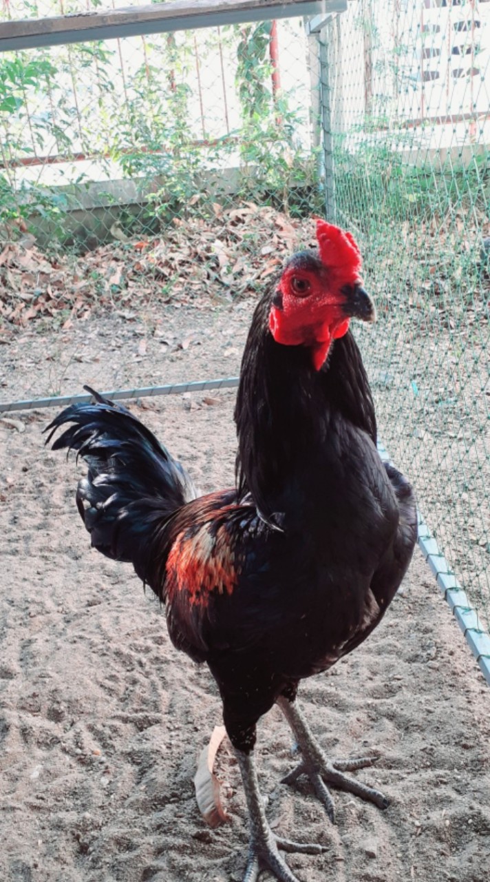 ซุ้มรวมชัย พม่าพัฒนา แม่น คม ไว แข้งลึก🐓