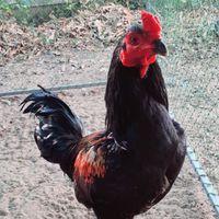 ซุ้มเรืองโชคทรัพย์ พม่าพัฒนา แม่น คม ไว แข้งลึก🐓