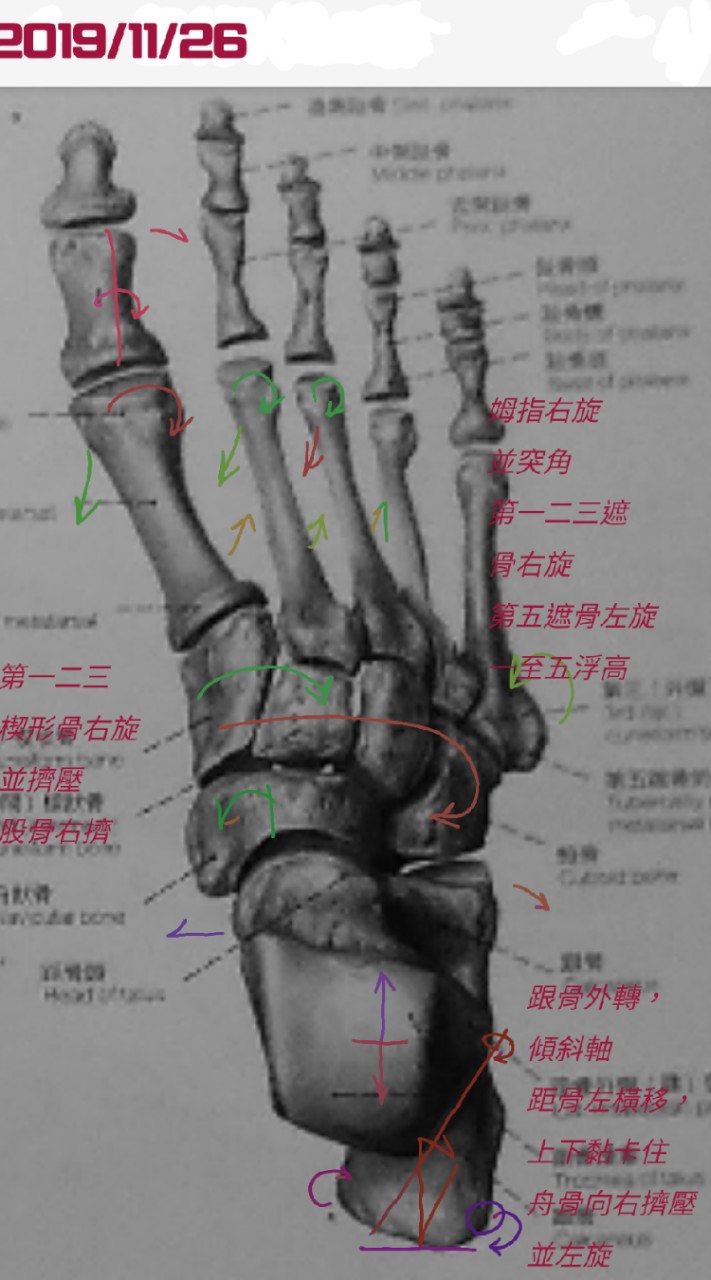 文骨整復--骨架平衡調理