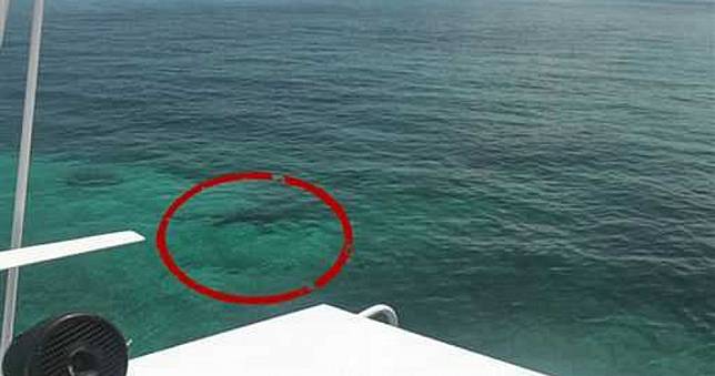 21歲女大生浮潛遭鯊魚圍攻！父母目睹「五馬分屍」慘死崩潰