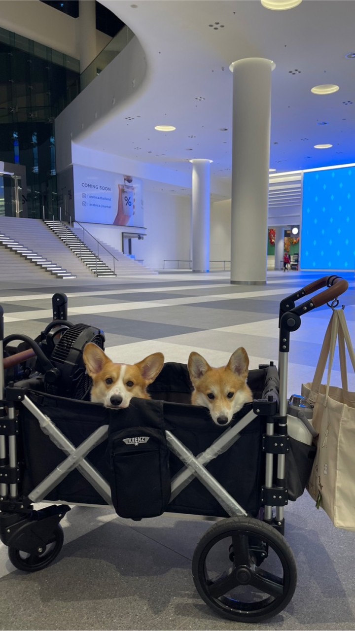 pups.perorder by berlinandmilathecorgi