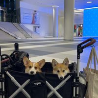 pups.perorder by berlinandmilathecorgi