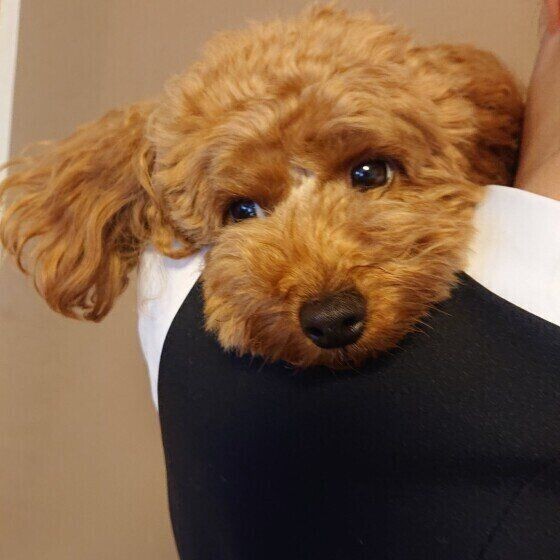 鳴き方で違う 犬がク ンと鳴いて甘えるときの理由3選 いぬのきもちnews