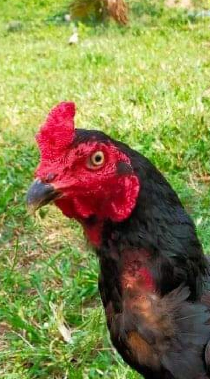 ซุ้ม.เสรีไทย🐓🏡🌱
