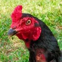 ซุ้ม.เสรีไทย🐓🏡🌱