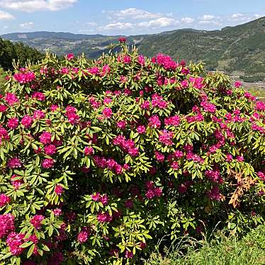 ユーザーの口コミ 星の花公園 ホシノハナコウエン 星野村 公園 By Line Place