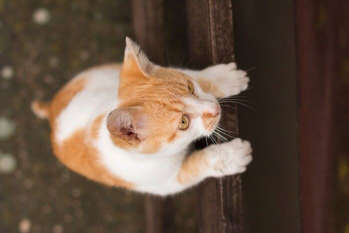 猫吸い」中の猫の気持ちを獣医師に聞いてみた！