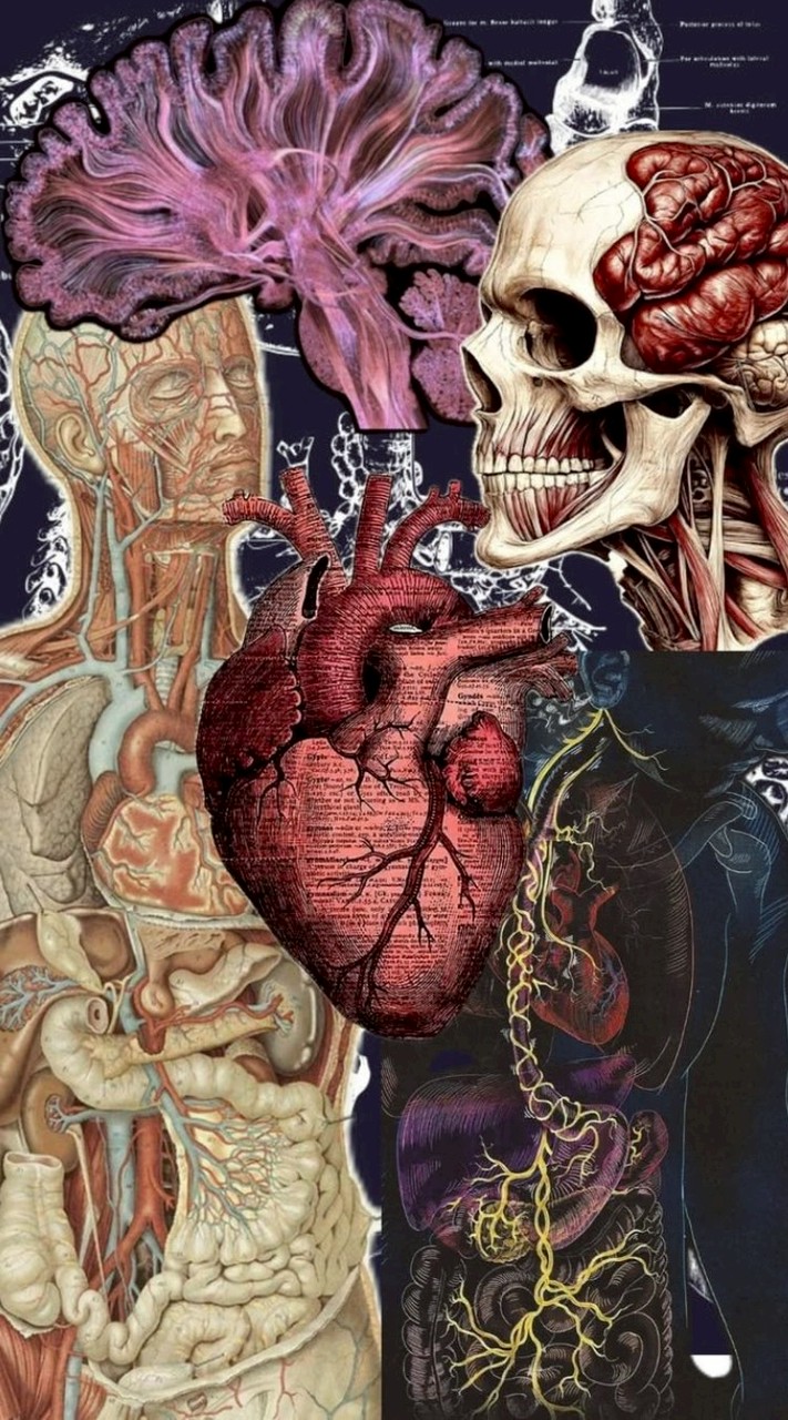 สาย06 Aorta