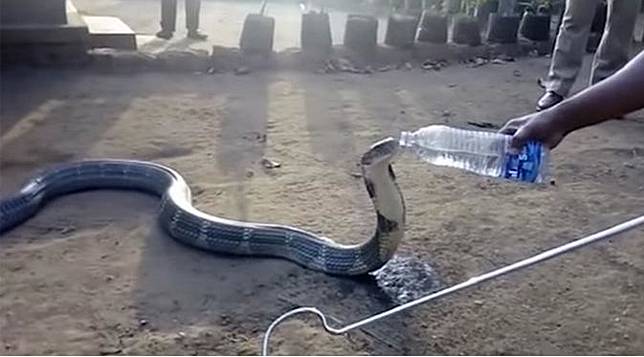 Kehausan, Ular Kobra Raksasa Masuk Kampung Minta Minum