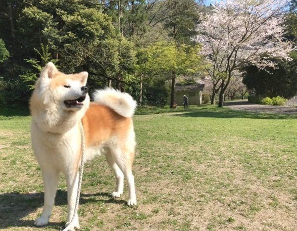 柴犬サイズだった秋田犬が見た目も中身も大人に成長 いぬのきもちnews