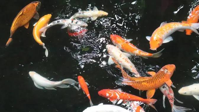 7 Arti Mimpi Ikan Mas Yang Membawa Pertanda Baik Fimela Line Today