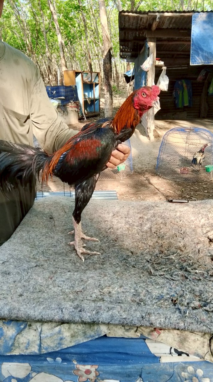 ซุ้มออนซอนฟาร์ม