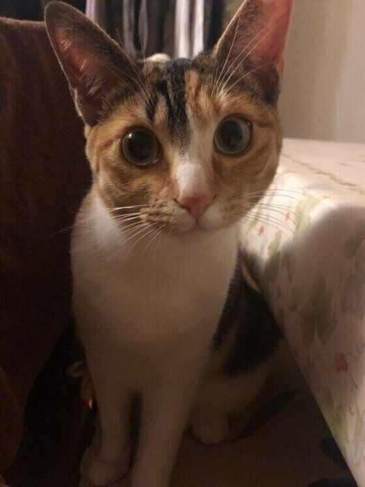 辛くても猫がいたから頑張れた Akb48横山由依が素の自分に戻るとき 愛猫の存在と舞台への意気込み